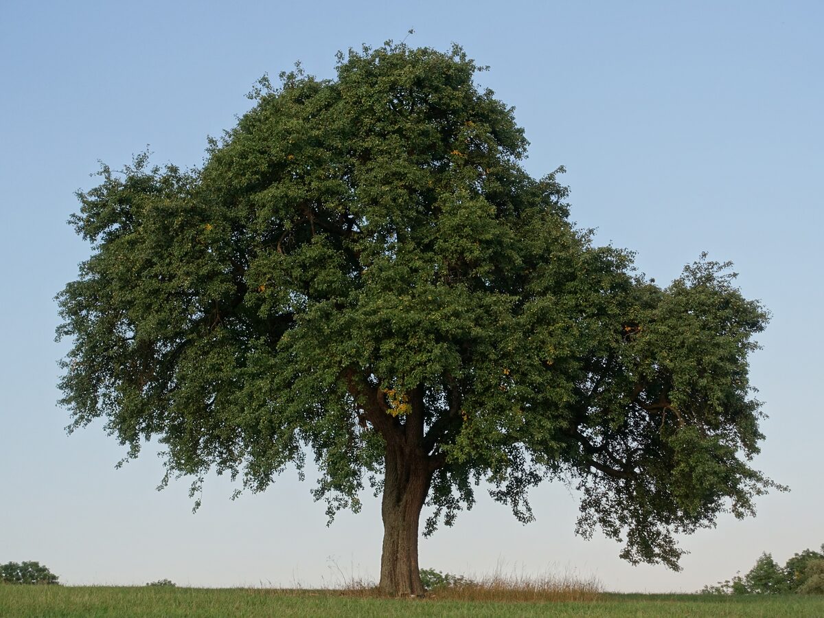 Pyrus acidula
