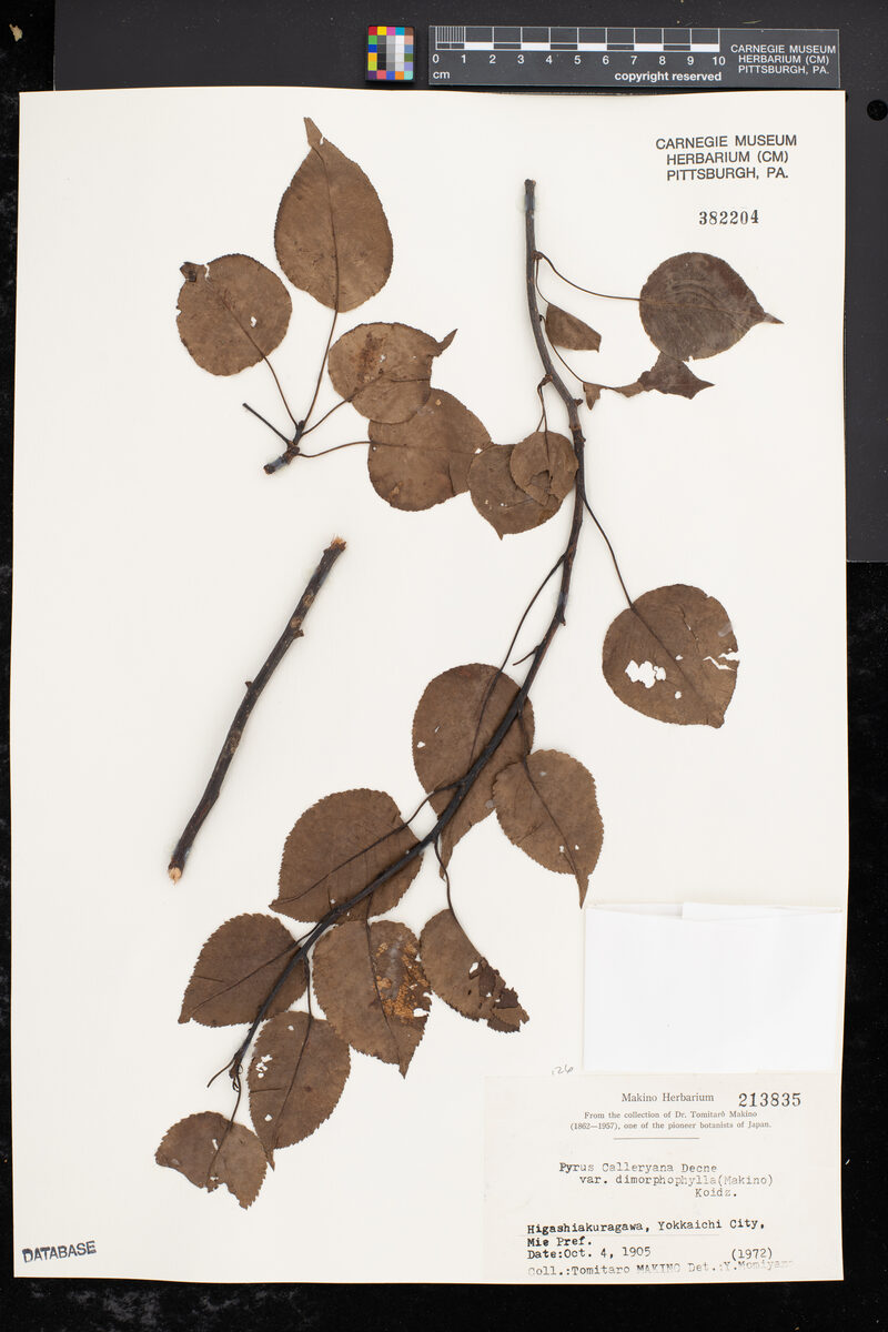 Pyrus calleryana dimorphophylla — photo