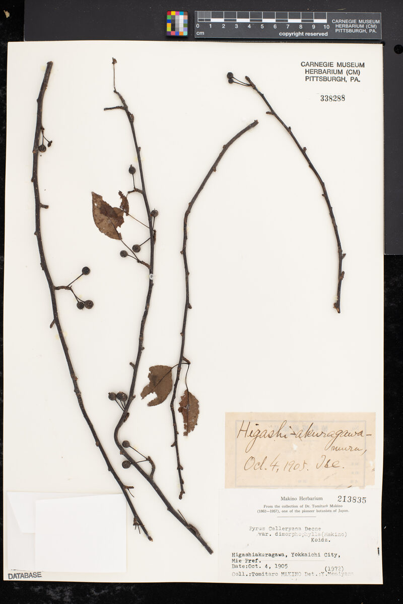 Pyrus calleryana dimorphophylla — photo