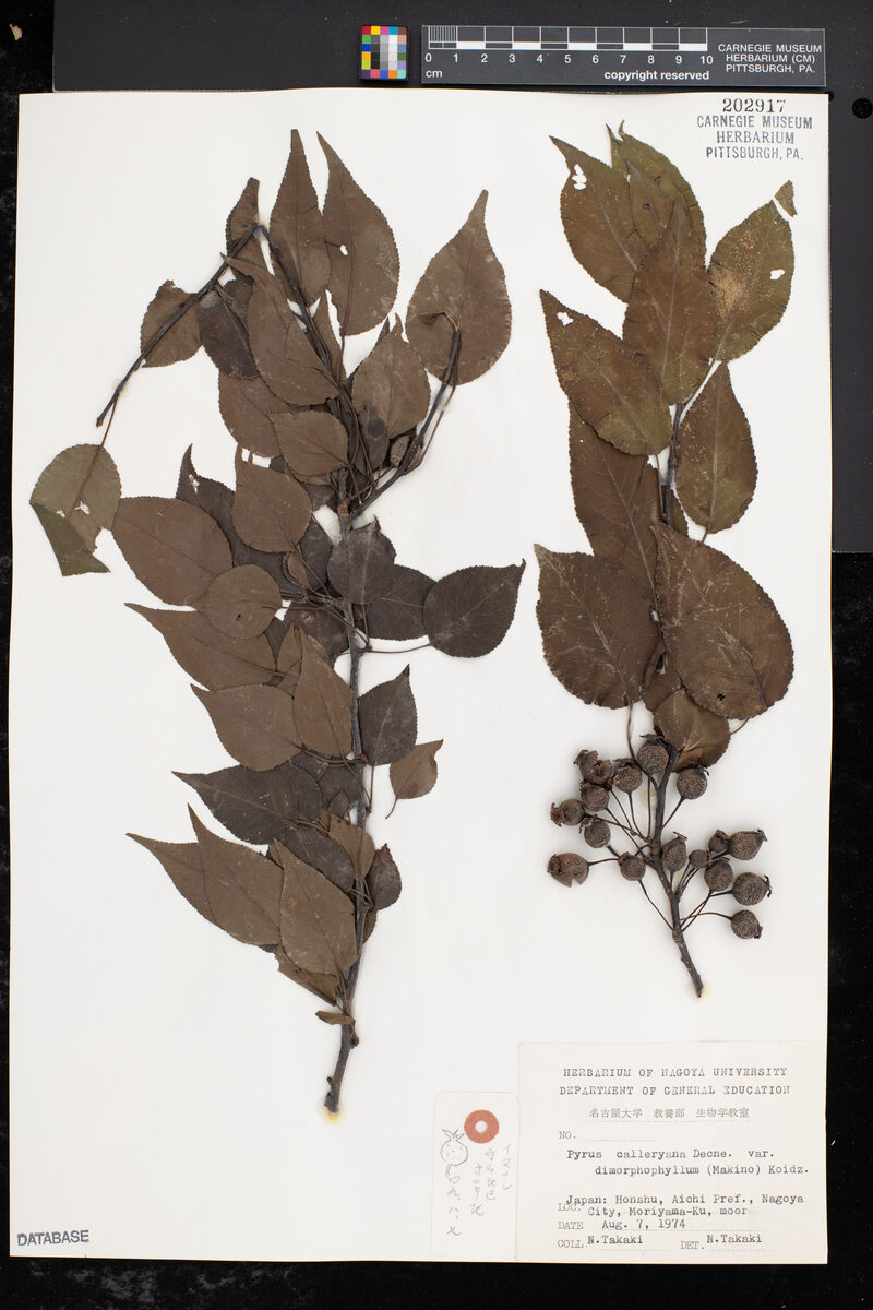 Pyrus calleryana dimorphophylla