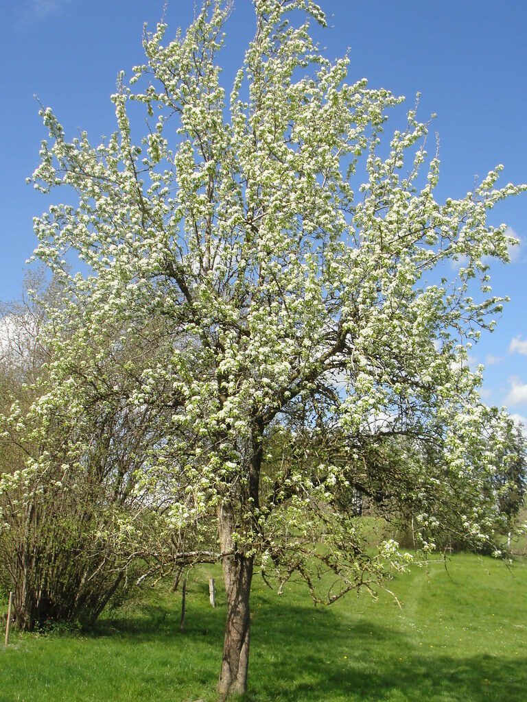 Pyrus communis sativa (Pear) — photo