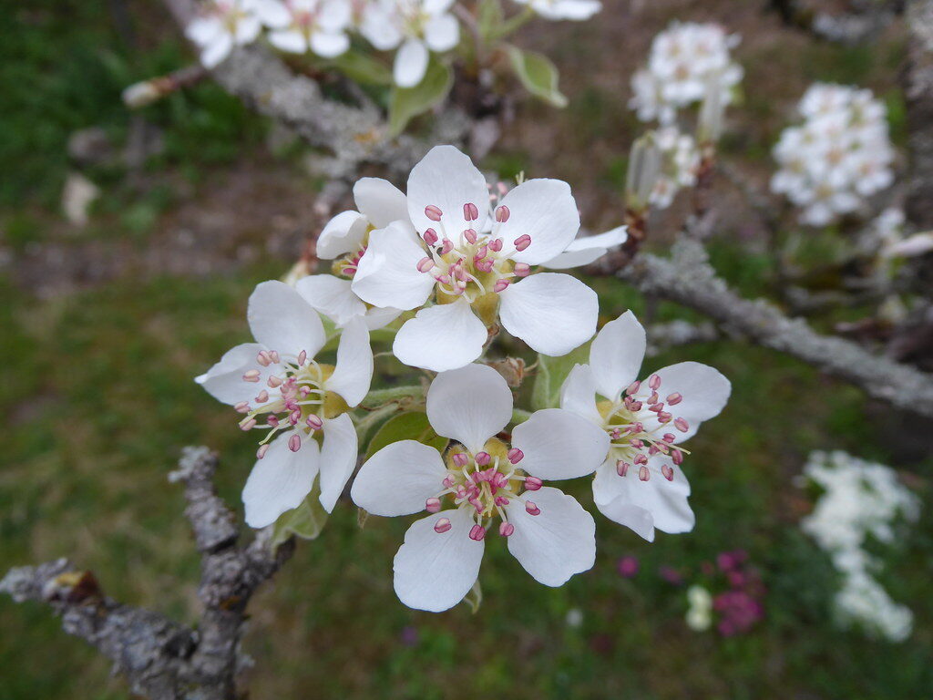 Pyrus communis sativa (Pear) — photo