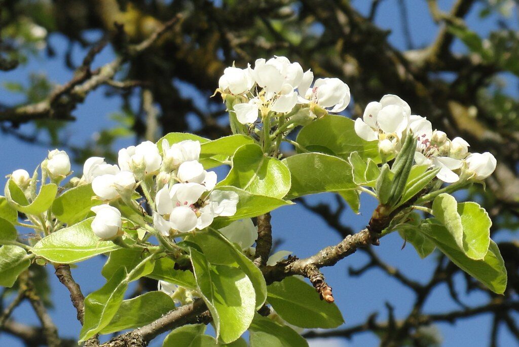 Pyrus communis sativa