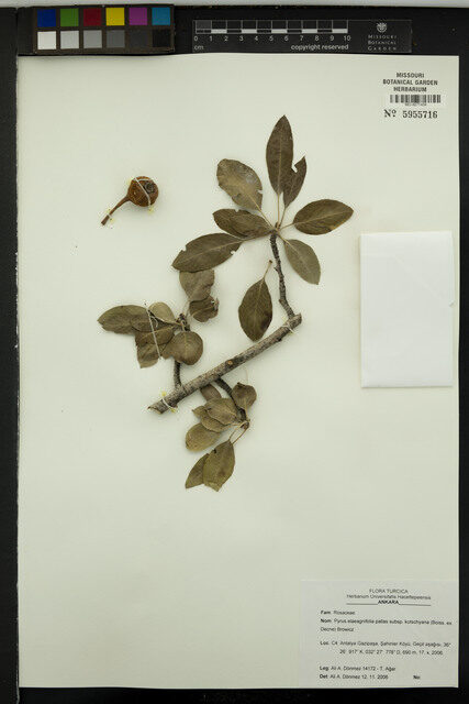 Pyrus elaeagnifolia kotschyana - (Decne.)Boiss.