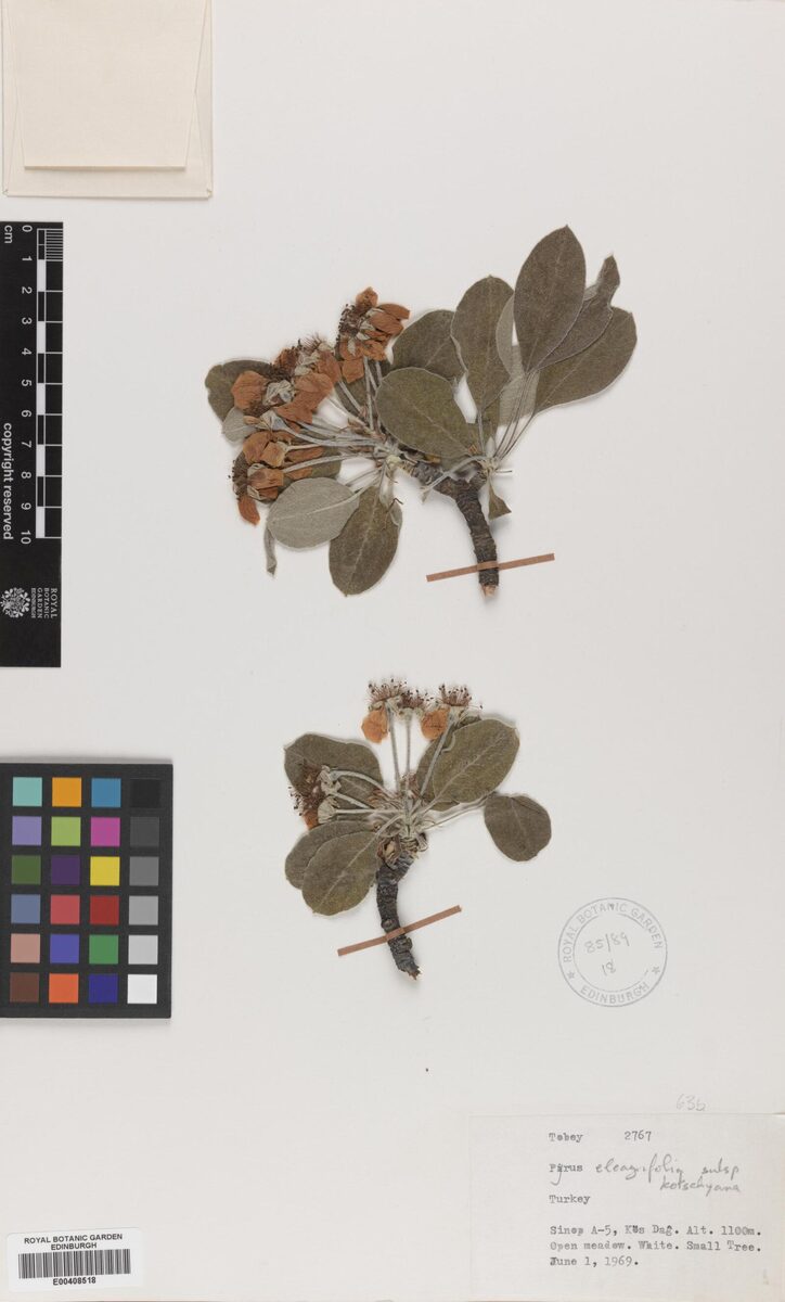 Pyrus elaeagnifolia subsp. kotschyana