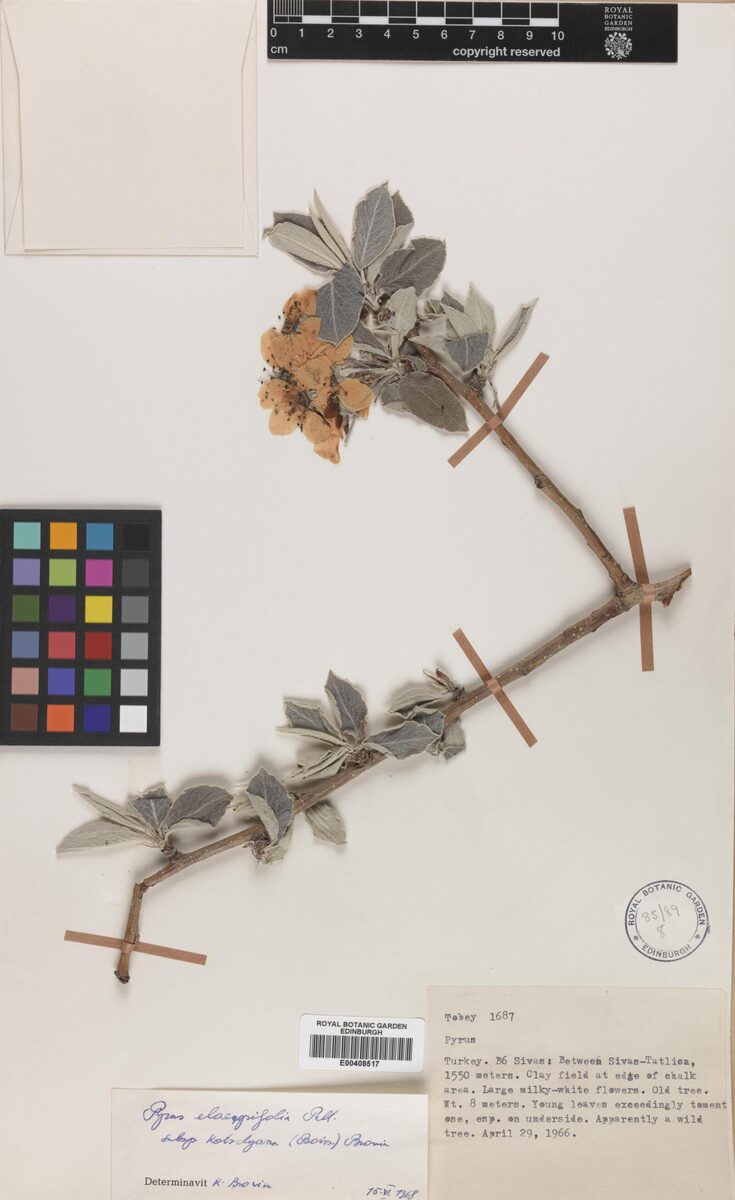Pyrus elaeagnifolia subsp. kotschyana — photo