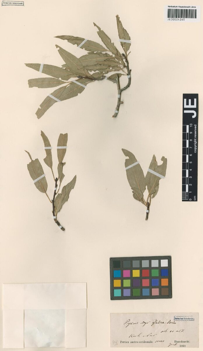 Pyrus glabra — photo