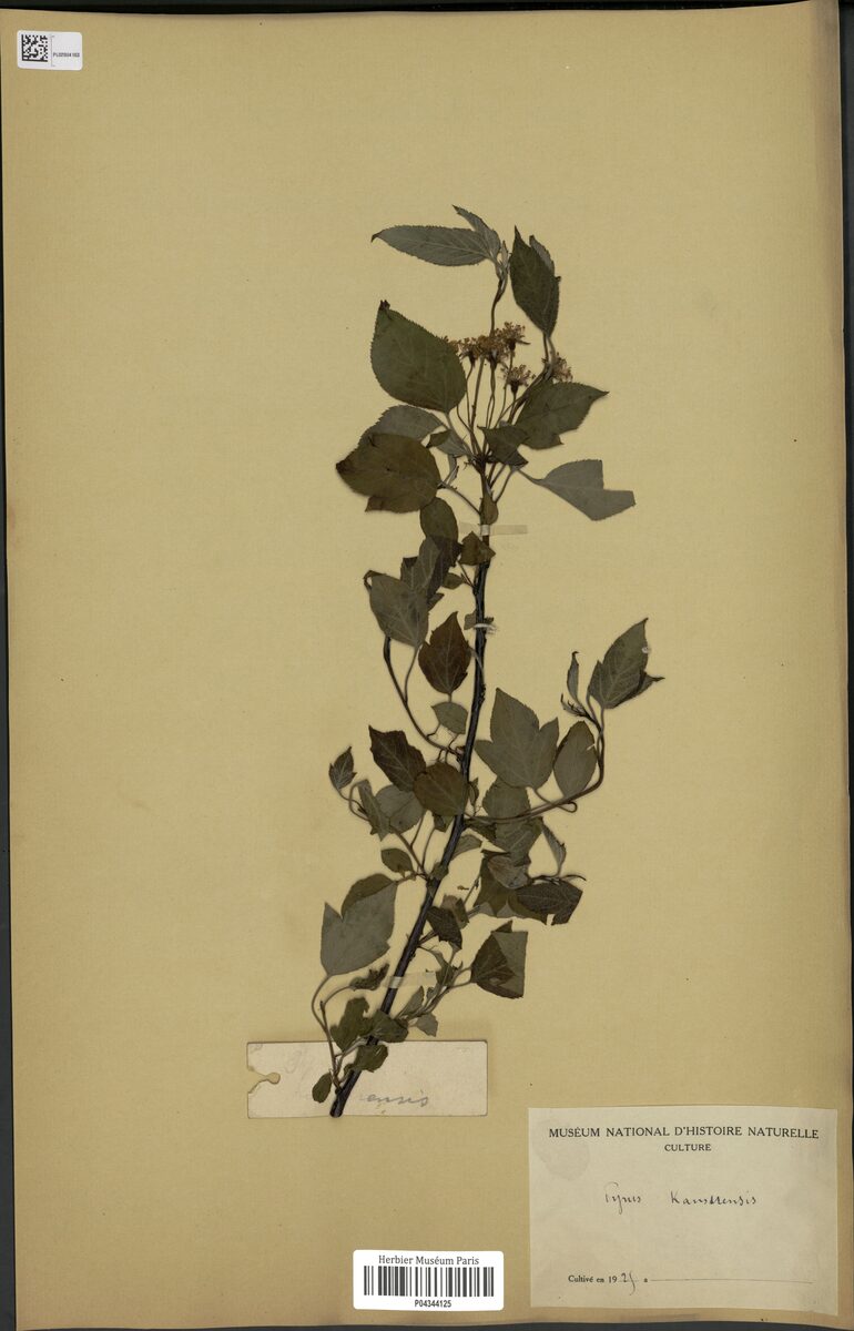 Pyrus kansuensis