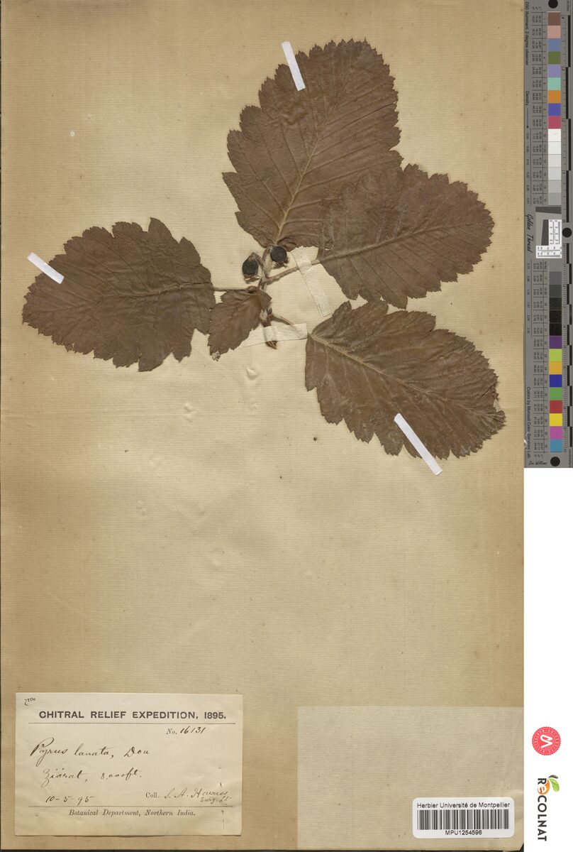 Pyrus lanata — photo