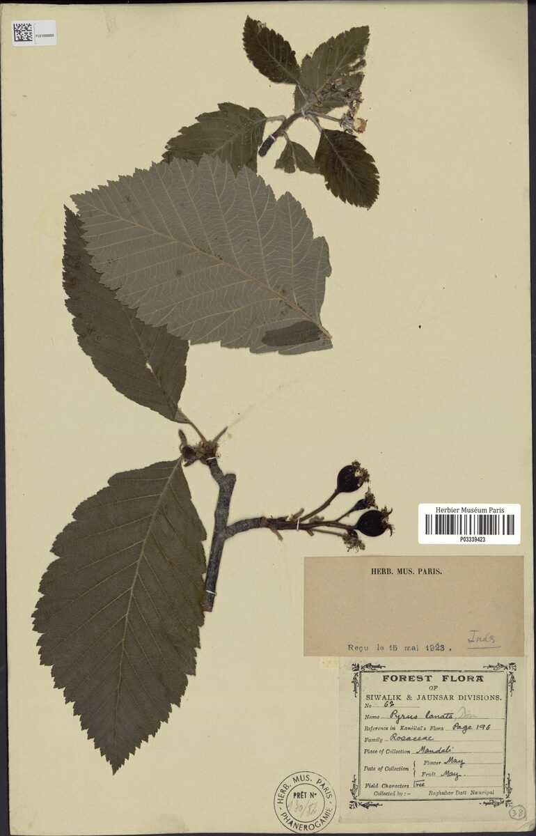 Pyrus lanata