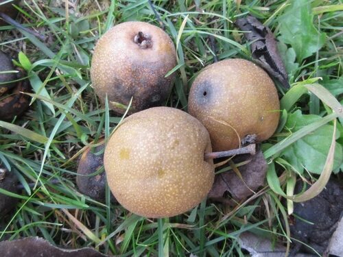 Pyrus lindleyi (Sand pear) — photo