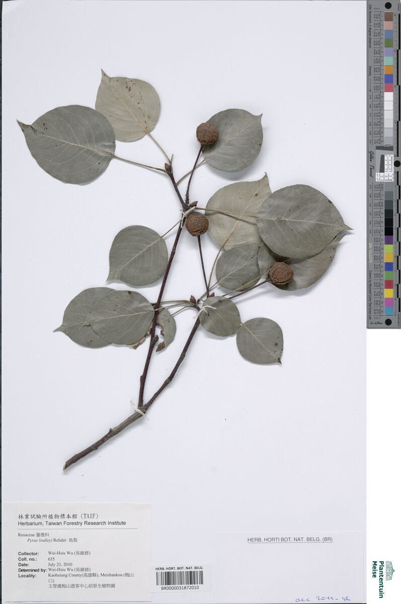 Pyrus lindleyi (Sand pear) — photo