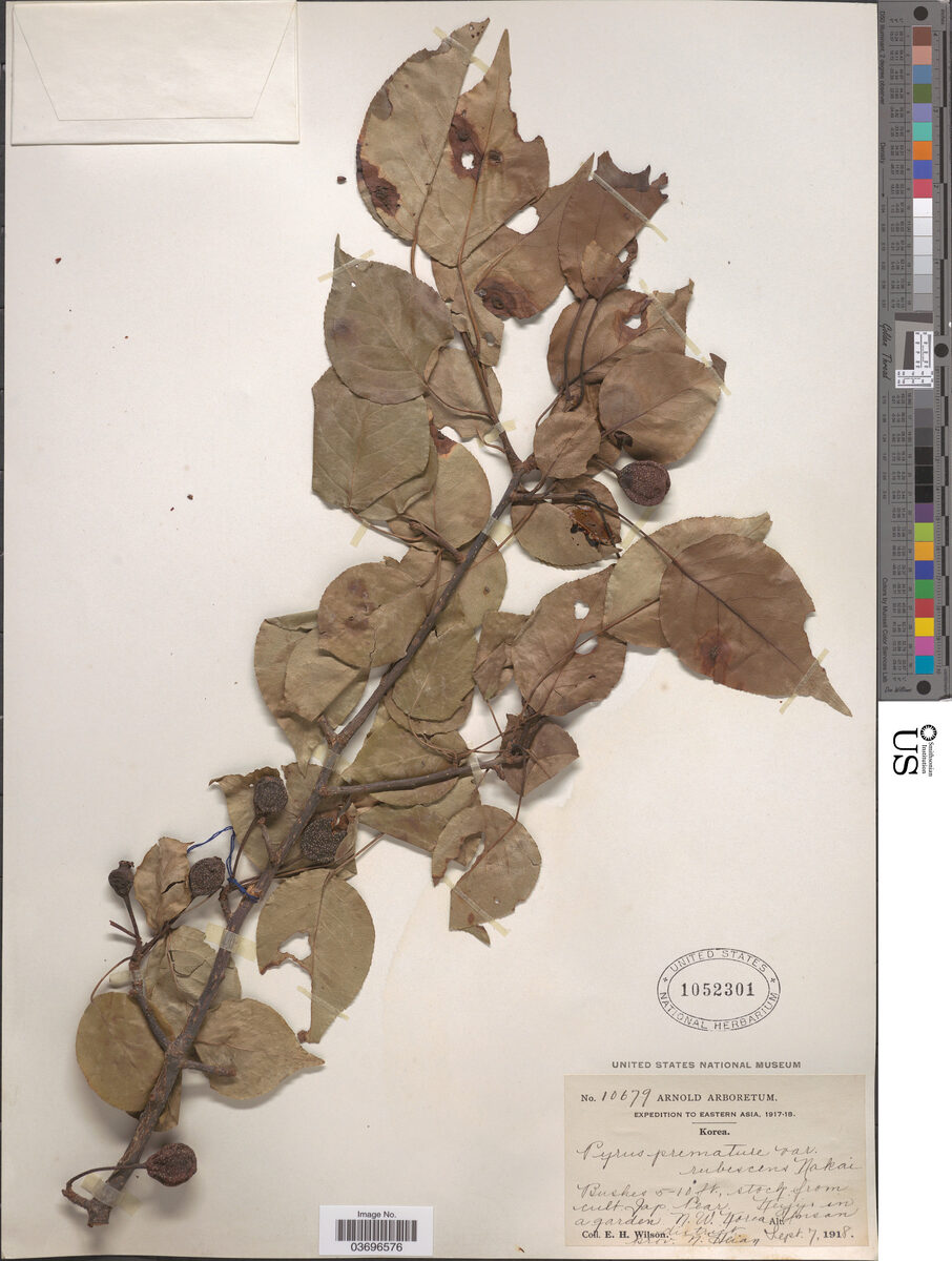 Pyrus prematura — photo