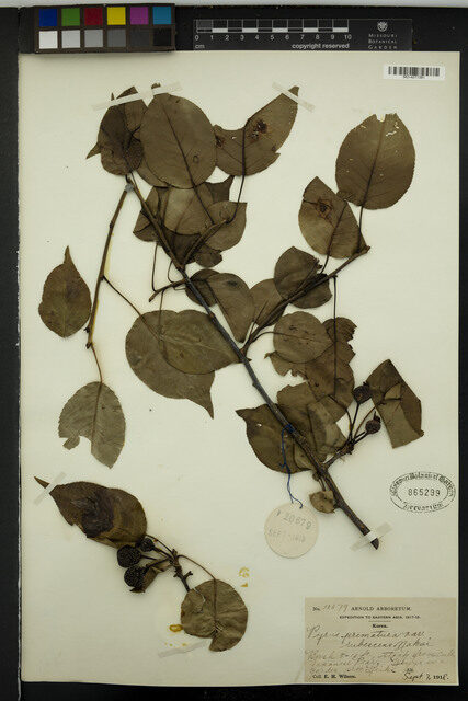 Pyrus prematura — photo