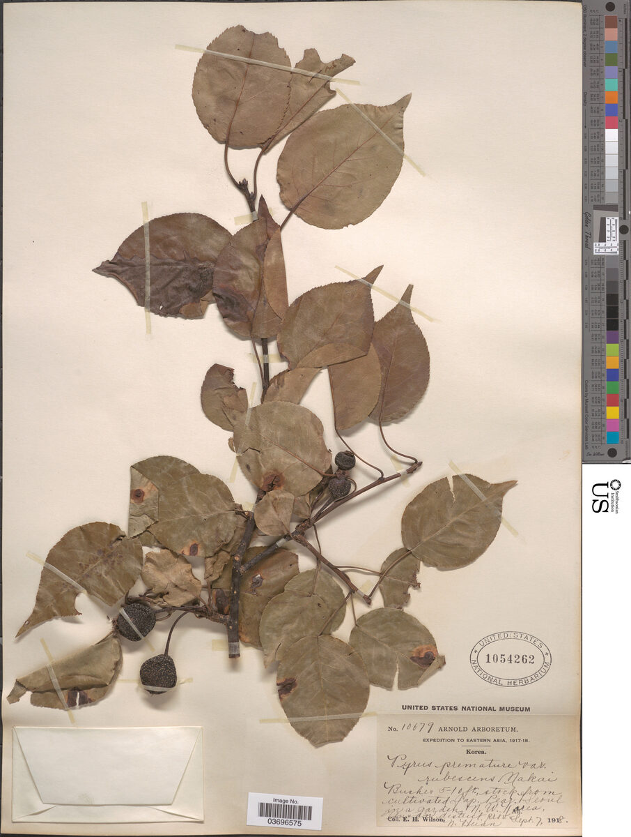 Pyrus prematura