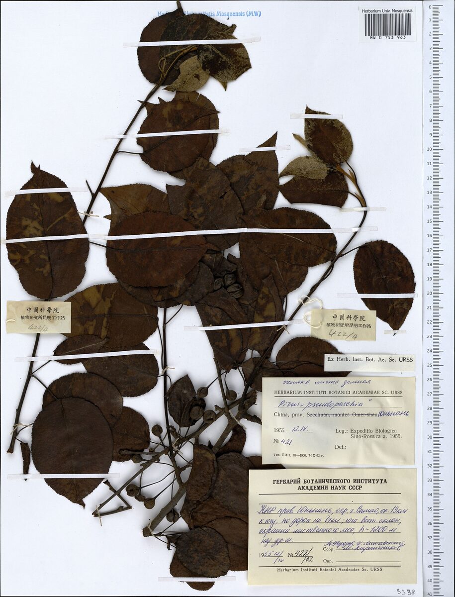 Pyrus pseudopashia — photo