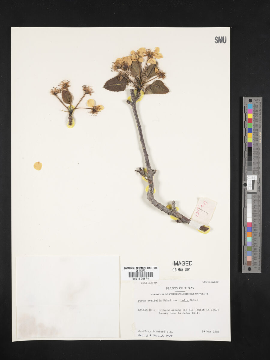Pyrus pyrifolia culta - (Makino.)Nakai. (Asian Pear) — photo