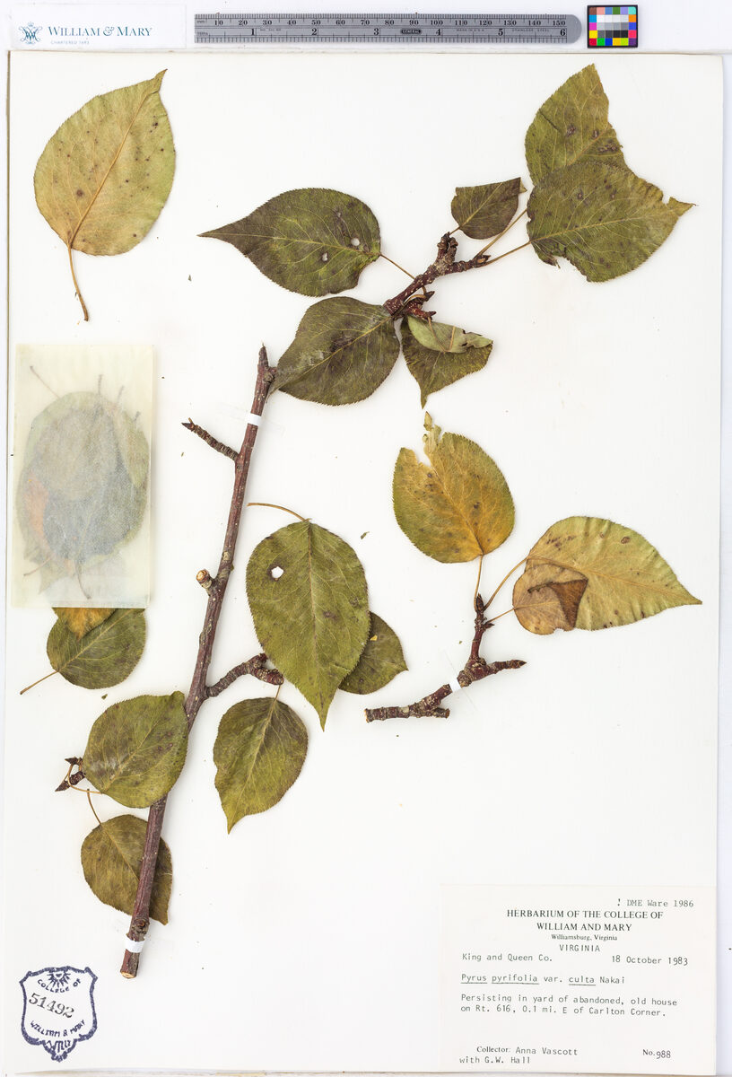Pyrus pyrifolia culta - (Makino.)Nakai. (Asian Pear) — photo