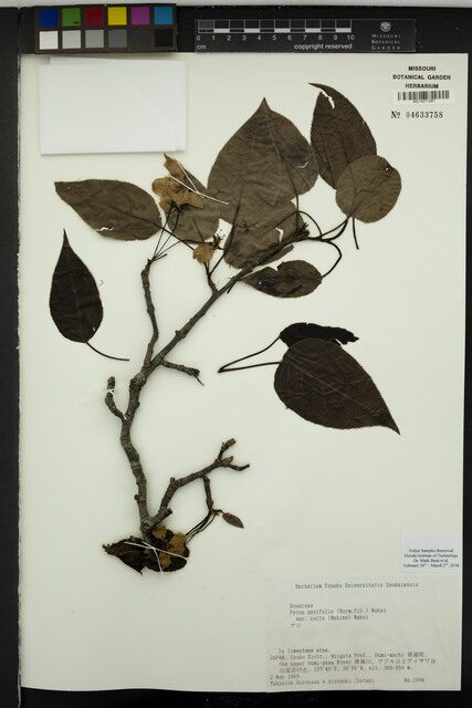 Pyrus pyrifolia var. culta