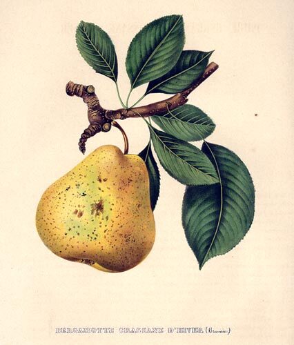 Pyrus regelii (Regel's pear) — photo