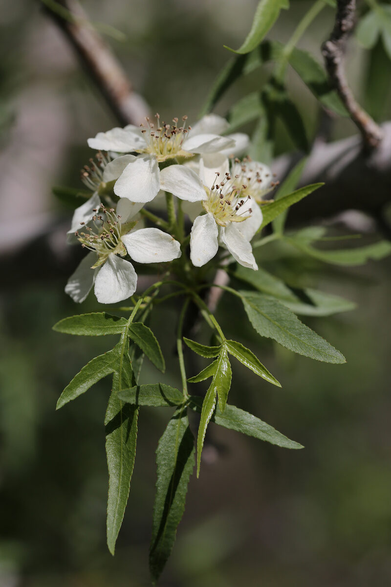 Pyrus regellii — photo