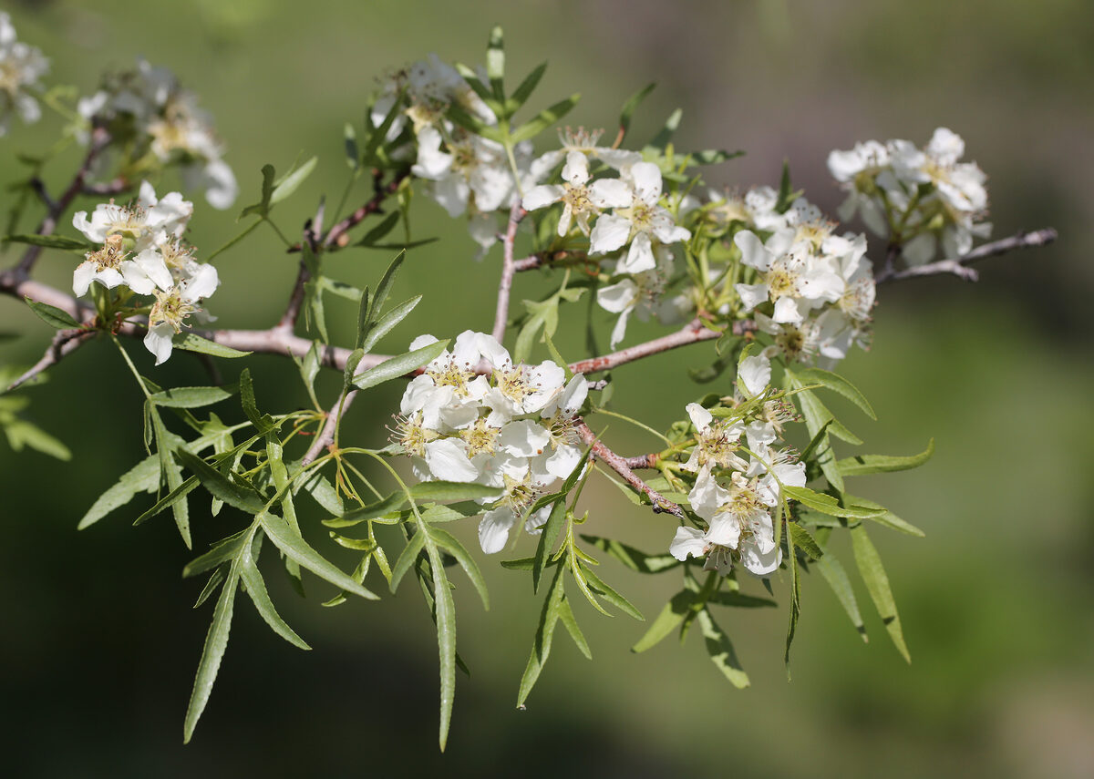 Pyrus regellii