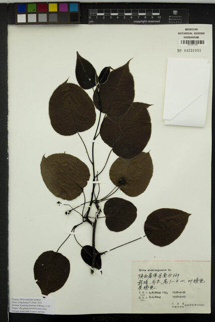 Pyrus sinkiangensis
