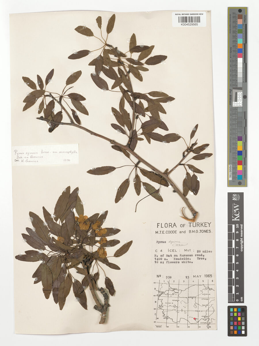 Pyrus syriaca var. microphylla — photo