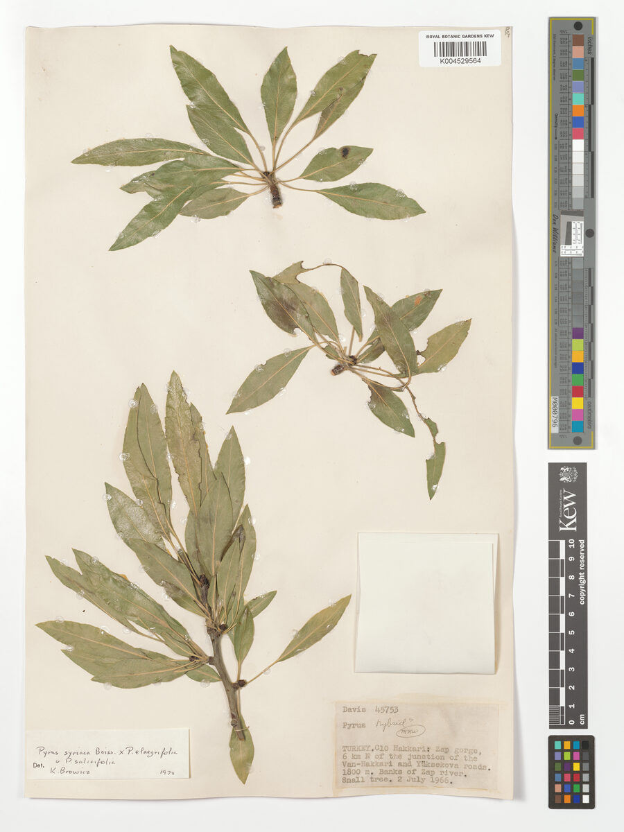 Pyrus syriaca var. microphylla