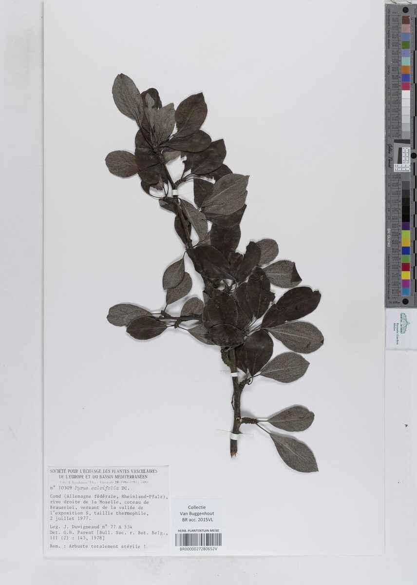 Pyrus x salvifolia — photo