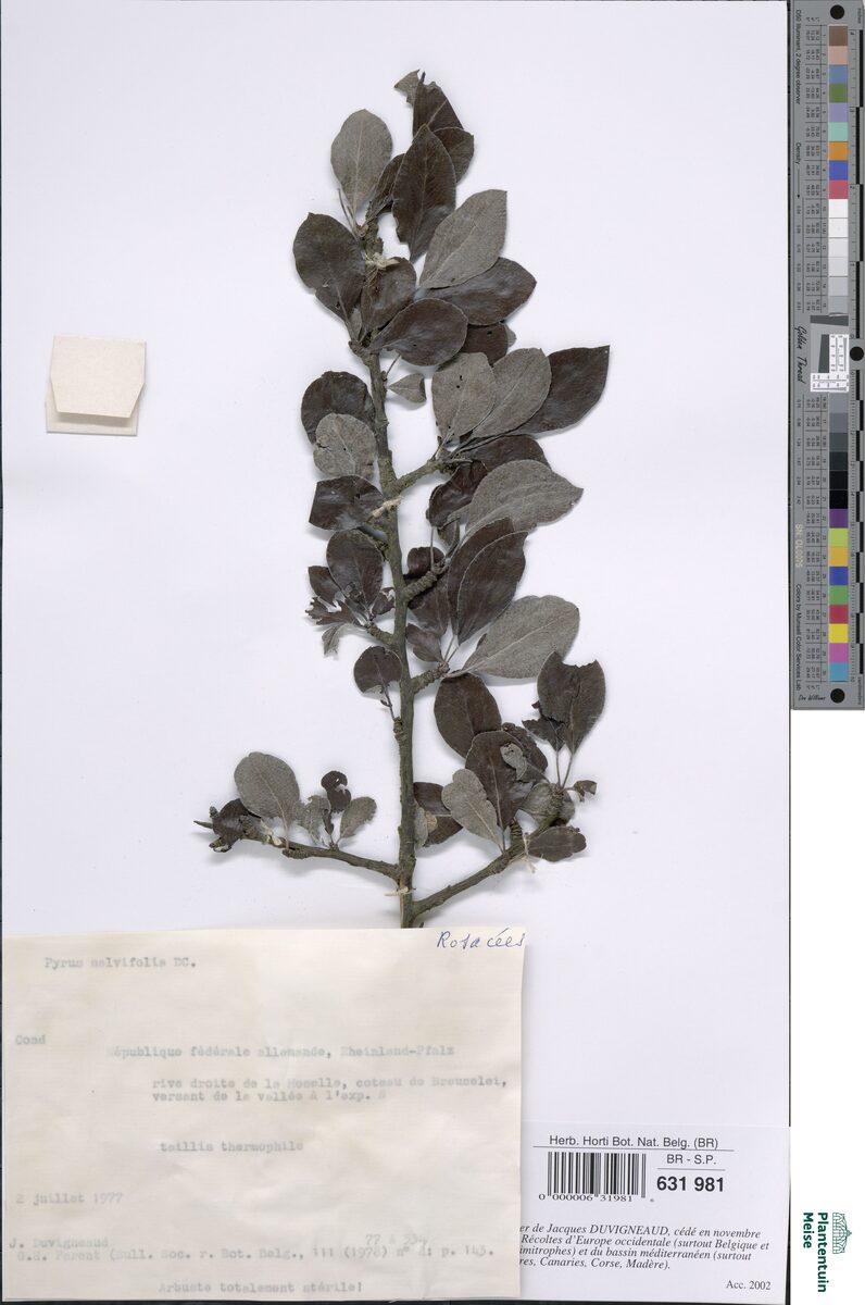 Pyrus x salvifolia — photo