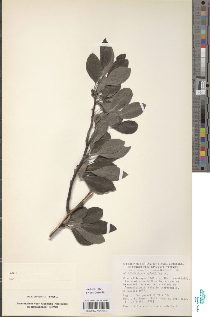 Pyrus x salvifolia