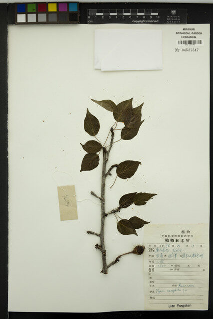 Pyrus xerophila — photo