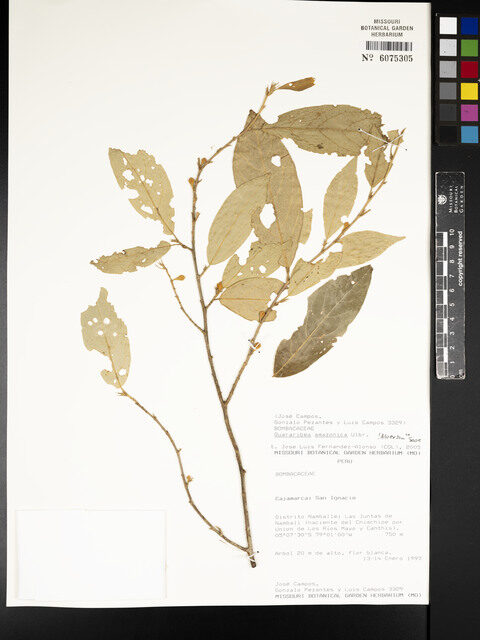 Quararibea amazonica (Amazon swizzlestick tree) — photo