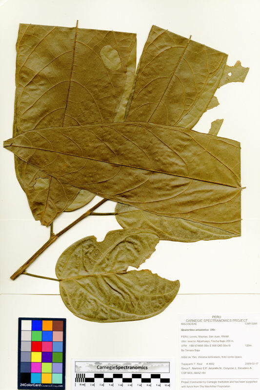 Quararibea amazonica