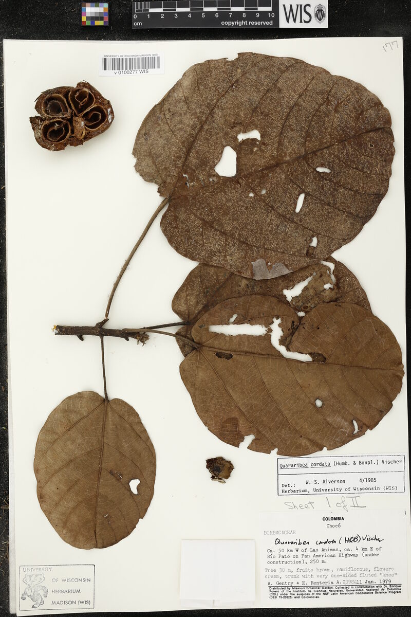 Quararibea cordata - (Bonpl.) Vischer (South American Sapote) — photo
