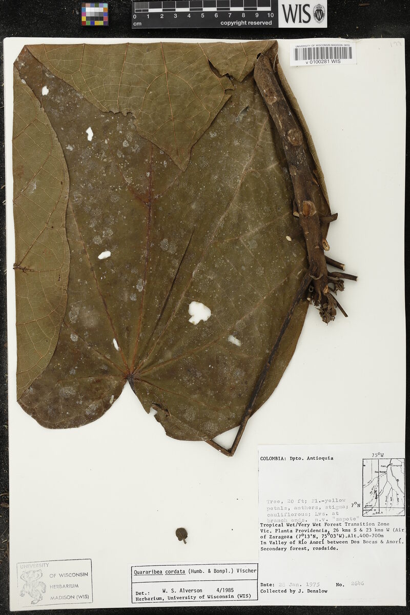 Quararibea cordata - (Bonpl.) Vischer (South American Sapote) — photo