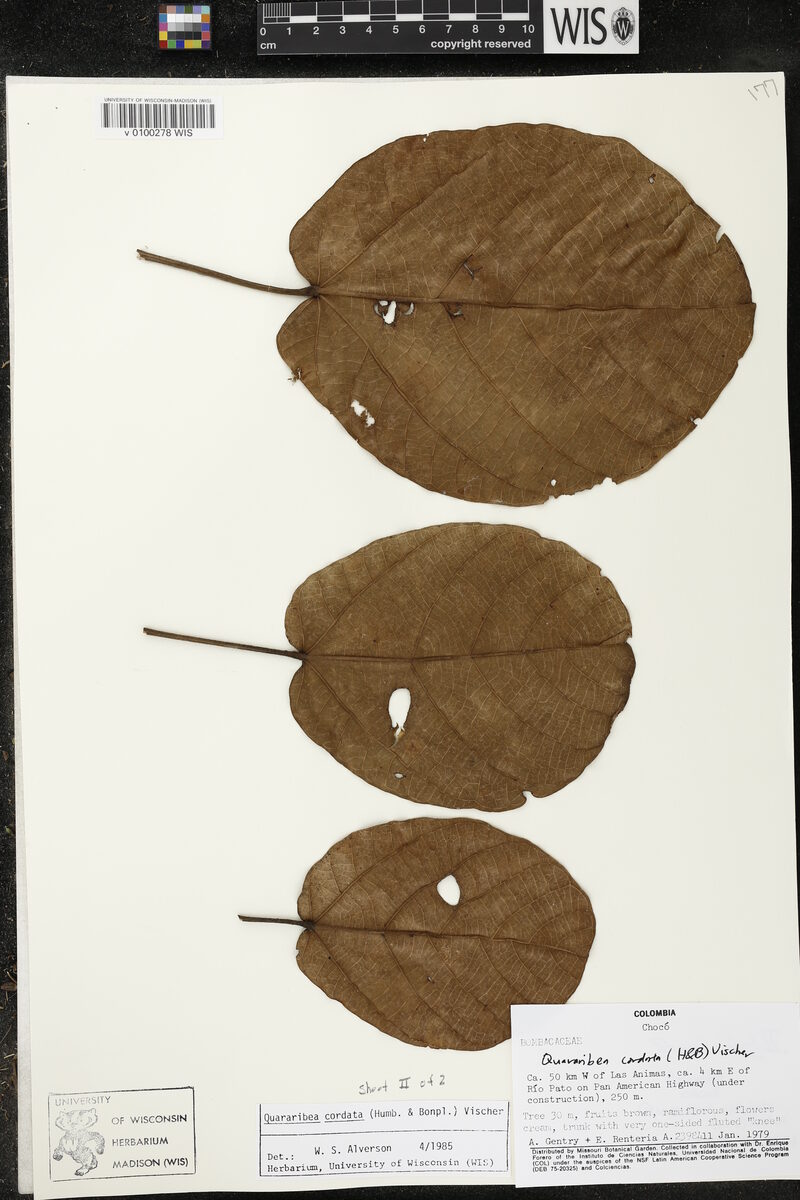 Quararibea cordata - (Bonpl.) Vischer