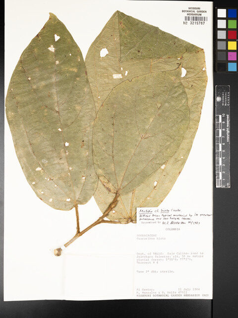 Quararibea hirta (Sapotillo) — photo