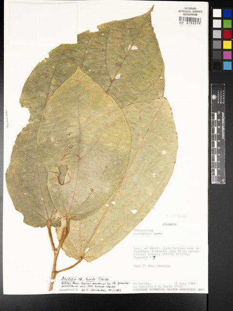 Quararibea hirta (Sapotillo) — photo