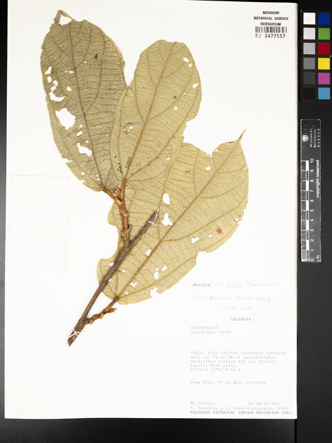 Quararibea hirta