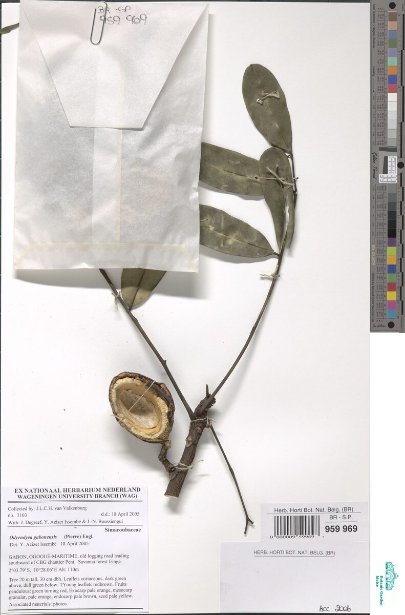 Quassia gabonensis — photo
