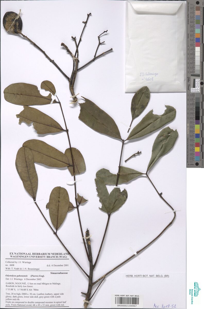 Quassia gabonensis — photo