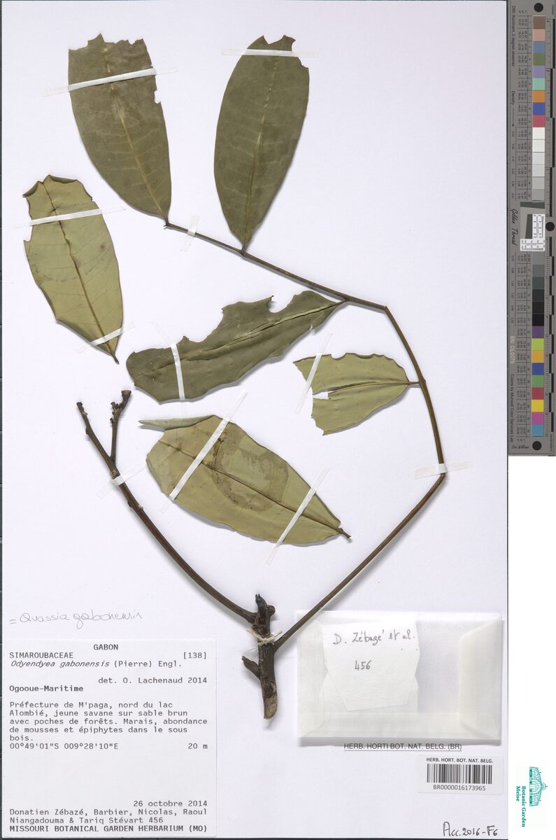 Quassia gabonensis