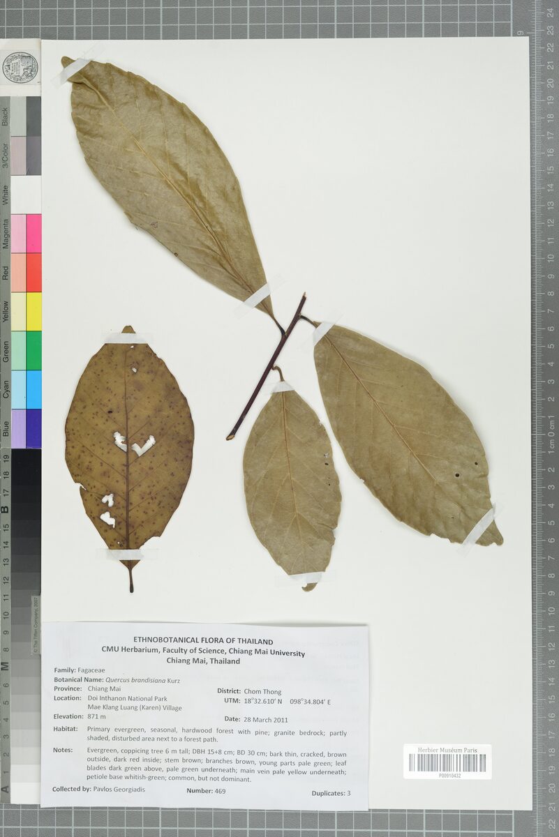 Quercus brandisiana — photo