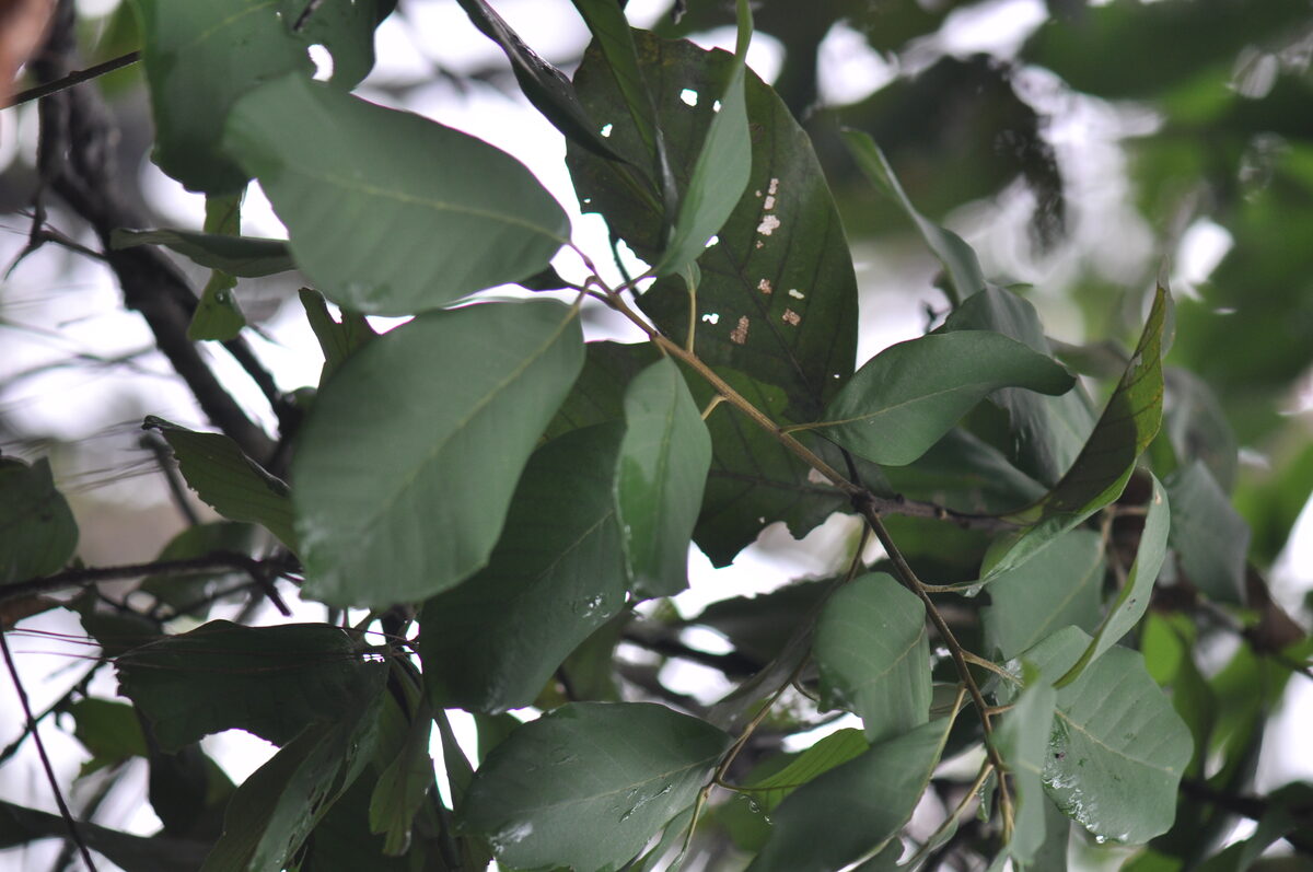 Quercus brandisiana — photo