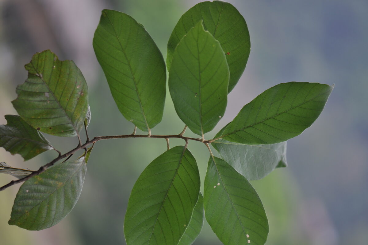 Quercus brandisiana