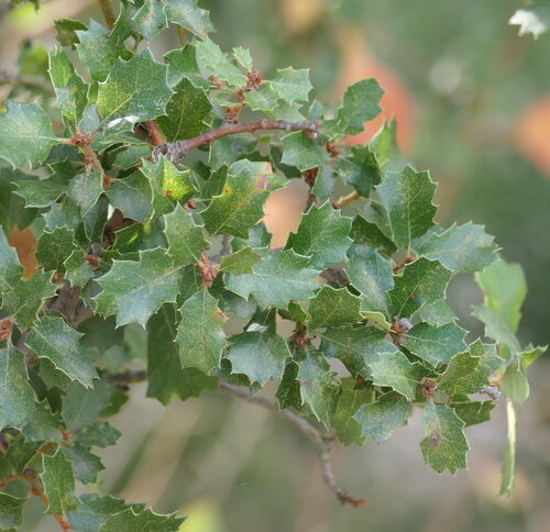 Quercus dumosa