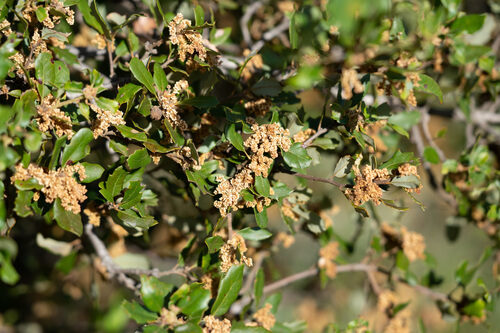 Quercus dumosa (California scrub oak) — photo