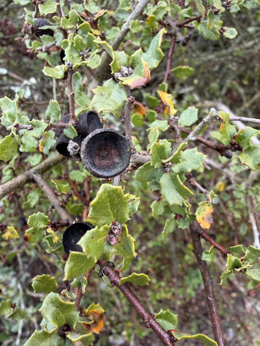 Quercus dumosa (California scrub oak) — photo